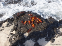 Santa Cruz Is. Playa las Bachas. Red rock crab (Grapsus grapsus) (5)