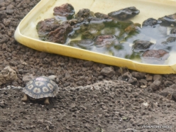 Santa Cruz Isl. The Charles Darwin Research Station. Babys of Galápagos giant tortoise (Chelonoidis sp.) (2)