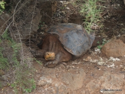 Santa Cruz Isl. The Charles Darwin Research Station. Española Island Galápagos tortoise (Chelonoidis hoodensis) (2)