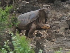 Santa Cruz Isl. The Charles Darwin Research Station. Floreana Island Galápagos tortoise (Chelonoidis nigra)