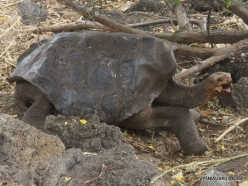 Santa Cruz Isl. The Charles Darwin Research Station. Galápagos giant tortoise (Chelonoidis sp.) (13)