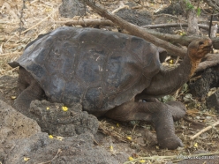 Santa Cruz Isl. The Charles Darwin Research Station. Galápagos giant tortoise (Chelonoidis sp.) (15)