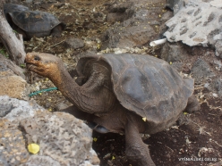 Santa Cruz Isl. The Charles Darwin Research Station. Galápagos giant tortoise (Chelonoidis sp.) (19)