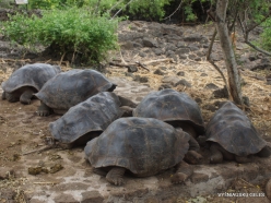 Santa Cruz Isl. The Charles Darwin Research Station. Galápagos giant tortoise (Chelonoidis sp.) (2)