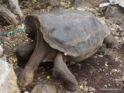 Santa Cruz Isl. The Charles Darwin Research Station. Galápagos giant tortoise (Chelonoidis sp.) (20)