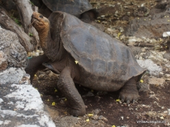 Santa Cruz Isl. The Charles Darwin Research Station. Galápagos giant tortoise (Chelonoidis sp.) (23)