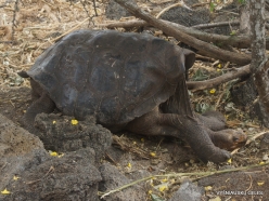 Santa Cruz Isl. The Charles Darwin Research Station. Galápagos giant tortoise (Chelonoidis sp.) (4)