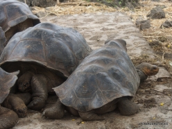Santa Cruz Isl. The Charles Darwin Research Station. Galápagos giant tortoise (Chelonoidis sp.) (7)