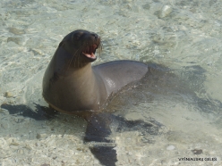 Genovesa Isl. Darwin Bay. (10) Galápagos sea lion (Zalophus wollebaeki)