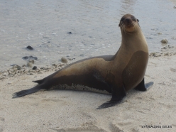 Genovesa Isl. Darwin Bay. (4) Galápagos sea lion (Zalophus wollebaeki)