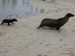 Genovesa Isl. Darwin Bay. (5) Galápagos sea lion (Zalophus wollebaeki)