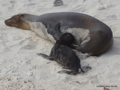 Genovesa Isl. Darwin Bay. (6) Galápagos sea lion (Zalophus wollebaeki)