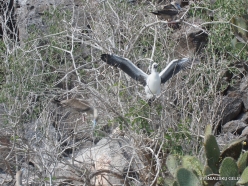 Genovesa Isl. Darwin Bay. Red-footed booby (Sula sula) (2)