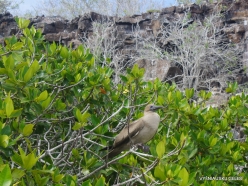 Genovesa Isl. Darwin Bay. Red-footed booby (Sula sula) (4)