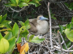 Genovesa Isl. Darwin Bay. red-footed booby (Sula sula) (7)