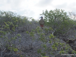 Genovesa Isl. El Barranco. red-footed booby (Sula sula) (3)