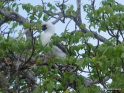 Genovesa Isl. El Barranco. red-footed booby (Sula sula) (5)