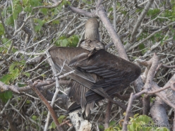 Genovesa Isl. El Barranco. red-footed booby (Sula sula) (7)