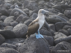 Lobos Isl. Blue-footed booby (Sula nebouxii excisa) (2)
