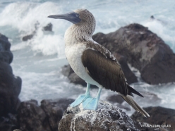 Lobos Isl. Blue-footed booby (Sula nebouxii excisa) (3)