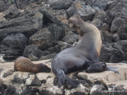Lobos Isl. Galápagos sea lion (Zalophus wollebaeki) (4)