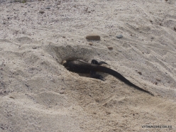 San Cristobal Isl. Cerro Brujo. Galápagos marine iguana (Amblyrhynchus cristatus mertensi)) (2)