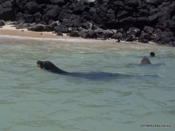Santa Fe Isl. (1) Galápagos sea lion (Zalophus wollebaeki)