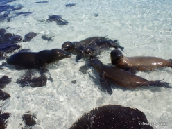 Santa Fe Isl. (15) Galápagos sea lion (Zalophus wollebaeki)