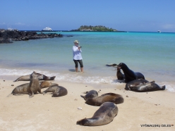 Santa Fe Isl. (8) Galápagos sea lion (Zalophus wollebaeki)
