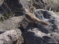 Santa Fe Isl. Galápagos mockingbird (Mimus parvulus)