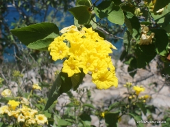 Santa Fe Isl. Yellow cordia (Cordia lutea)