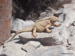 Santa Fe land iguana (Conolophus pallidus)