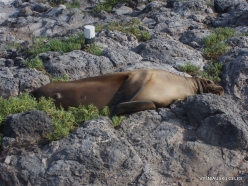 South Plaza Isl. (5) Galápagos sea lion (Zalophus wollebaeki)