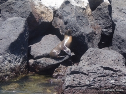 South Plaza Isl. (9) Galápagos sea lion (Zalophus wollebaeki)