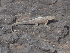 South Plaza Isl. Galápagos lava lizard (Microlophus albemarlensis)
