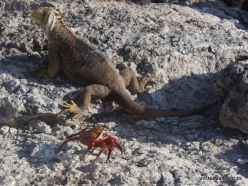 South Plaza Isl. Galapagos land iguana (Conolophus subcristatus) (10)