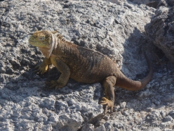 South Plaza Isl. Galapagos land iguana (Conolophus subcristatus) (2)