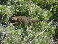 South Plaza Isl. Galapagos land iguana (Conolophus subcristatus) (8)