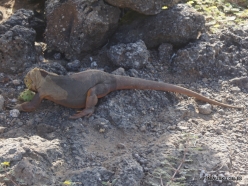 South Plaza Isl. Galapagos land iguana (Conolophus subcristatus) (9)