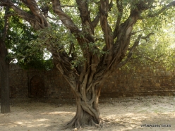 _53 Old Delhi. Humayun's Tomb. Ficus benghalensis