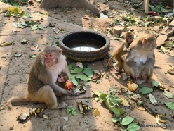 _64 Old Delhi. Rhesus monkeys (Rhesus macaques)