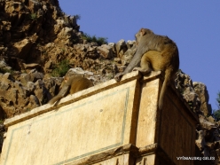 _114 Khania-Balaji. Galtaji (Monkey temple)