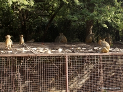 _130 Khania-Balaji. Galtaji (Monkey temple)