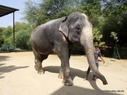 _22 Jaipur. Elephant's Sanctuary