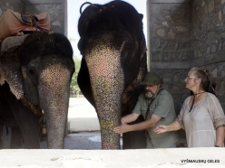 _26 Jaipur. Elephant's Sanctuary