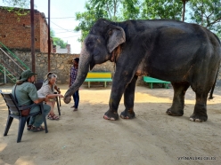 _27 Jaipur. Elephant's Sanctuary