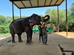 _32 Jaipur. Elephant's Sanctuary