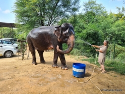 _37 Jaipur. Elephant's Sanctuary