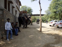 _4 Jaipur. Jaipur. Elephant's Sanctuary