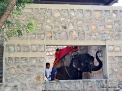 _41 Jaipur. Elephant's Sanctuary